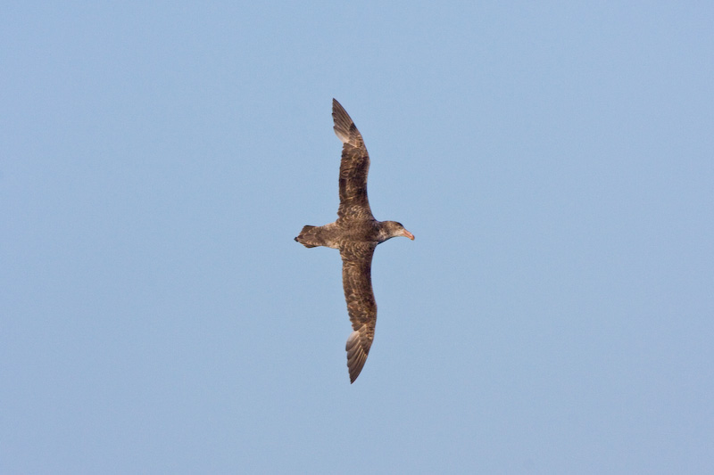 Southern Giant Petrel In Flight